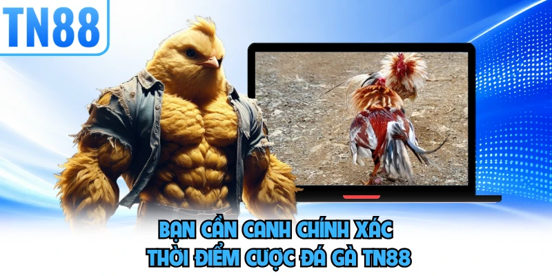 Bạn cần canh chính xác thời điểm cược đá gà TN88