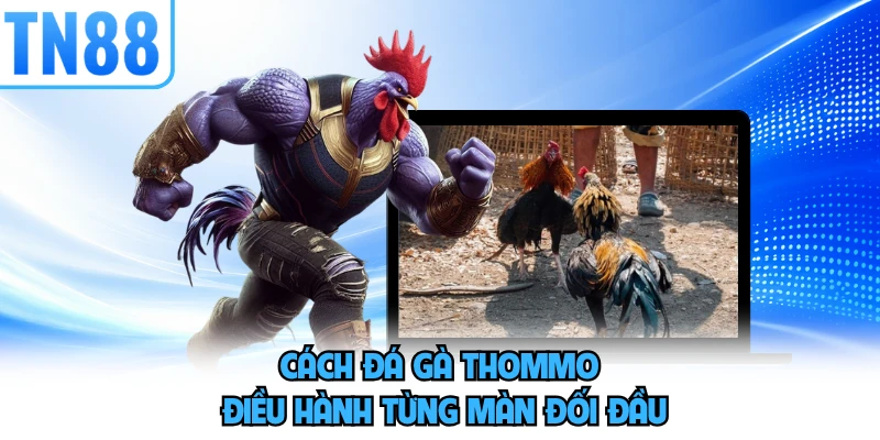 Cách đá gà thommo điều hành từng màn đối đầu 