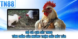 Đá Gà Cựa Sắt TN88 - Tâm Điểm Của Những Trận Đấu Nảy Lửa