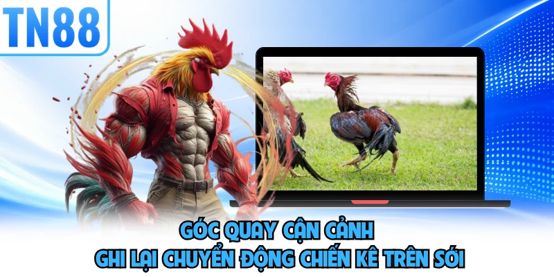 Góc quay cận cảnh ghi lại chuyển động chiến kê trên sới