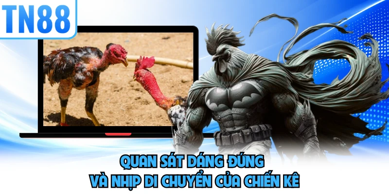 Quan sát dáng đứng và nhịp di chuyển của chiến kê